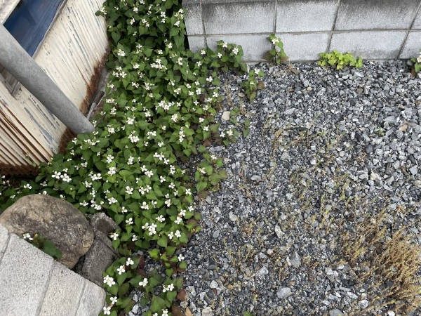 熊谷市見晴町、土地の画像です