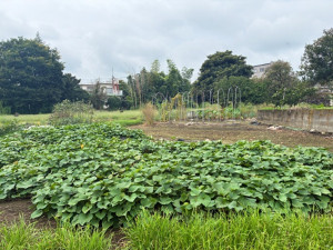 高崎市箕郷町、土地の画像です