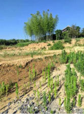 豊橋市伊古部町、土地の画像です