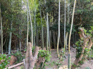 豊橋市王ケ崎町、土地の画像です