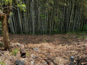 豊橋市野依町、土地の画像です