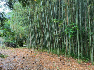 豊橋市野依町、土地の画像です