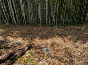 豊橋市野依町、土地の画像です
