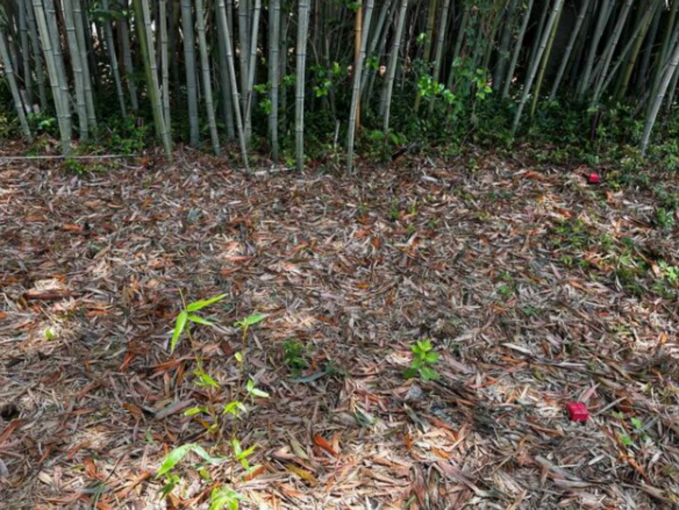 豊橋市野依町、土地の画像です