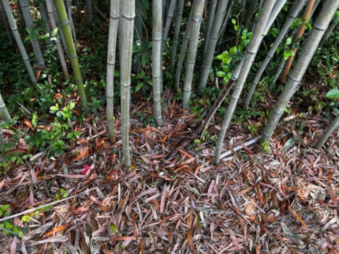 豊橋市野依町、土地の画像です