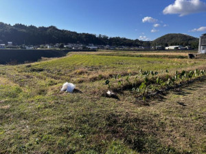いわき市勿来町、土地の画像です