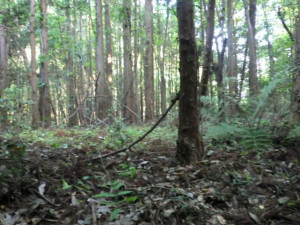 北茨城市中郷町、土地の画像です