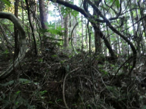 北茨城市中郷町、土地の画像です