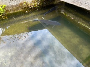 飛騨市河合町、中古一戸建ての画像です