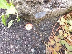 甲府市岩窪町、土地の画像です