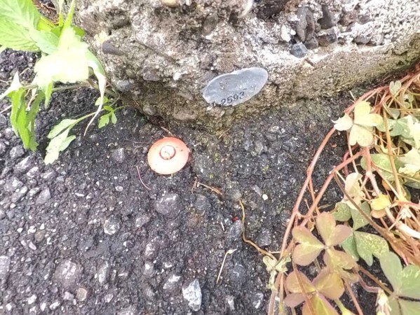 甲府市岩窪町、土地の画像です