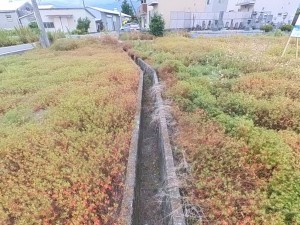 中巨摩郡昭和町築地新居、土地の画像です
