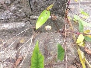 甲府市音羽町、土地の画像です