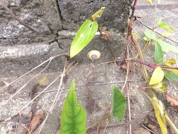 甲府市音羽町、土地の画像です