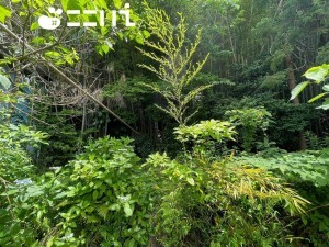 姫路市東山、土地の画像です