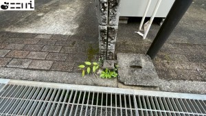 揖保郡太子町黒岡、中古一戸建ての画像です