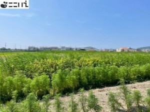 たつの市御津町朝臣、土地の外観画像です