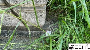 たつの市龍野町日飼、土地のその他画像です