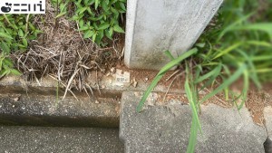 たつの市揖西町土師、土地のその他画像です