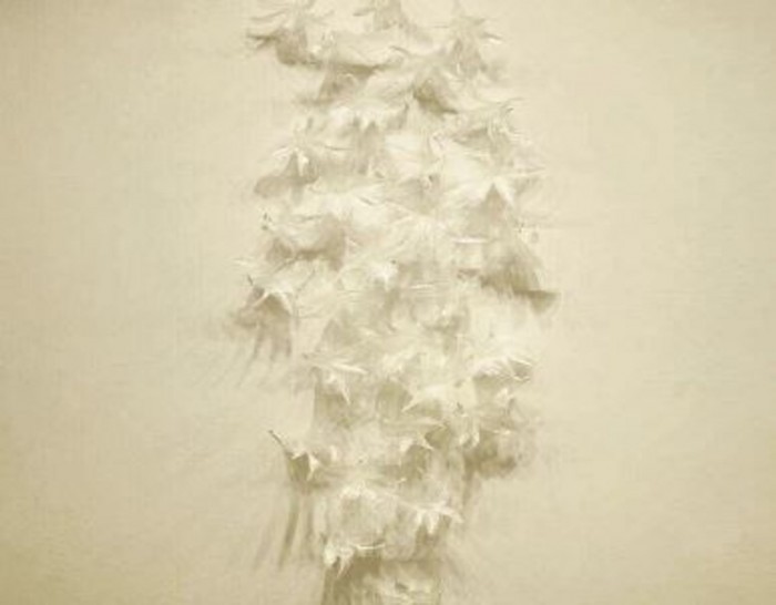 講師:福永恵美 |現代美術作家
https://megumi-fukunaga.com
作品 「残されたもの」|脱色した百合の花弁・水のり
愛知県立芸術大学大学院 美術研究科油画専攻 修了
脱色や脱水した植物、蝋、オブラートなどを使って、白い植物をモチーフに 生命や記憶について表現をする現代美術作家。近年は、環境や身体に負担の少ない素材を用いた作品に取り組んでいる。
主な展示に、
生と死と花をテーマにした「カルペ・ディエム 花として今日を生きる」(豊田市美術館)
愛知県立芸術大学創立50周年記念展「芸術は森からはじまる」(愛知県立芸術大学)など
