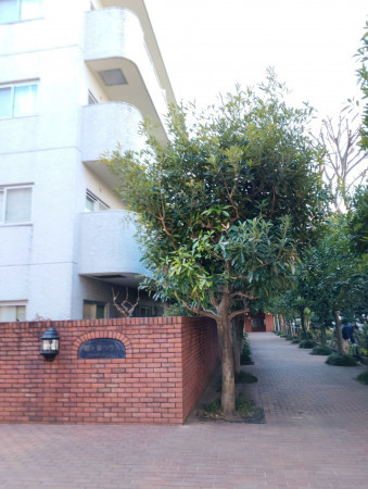 渋谷区幡ヶ谷、マンションのエントランス画像です