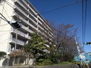 相模原市南区鵜野森、マンションの画像です
